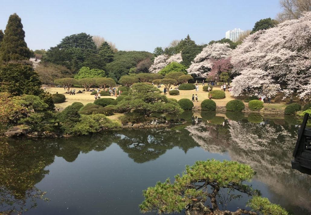 Cherry Blossoms In Tokyo: Yoyogi park